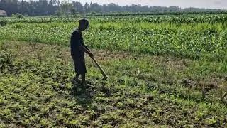 Amazing Soil Hack! Restore Soil Health Easily with Basic Farming Tools! -Agriculture Farming