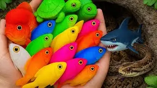 Wow Catch Colorful Tropical Fish in Giant Colorful Eggs, Discus, Baby Turtle, Carp, Ranchu Fish, 🐠 