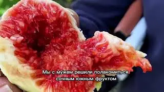 Как Томирис отомстила Киру ІІ за себя, сына и, заодно, Крёза