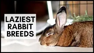 Laziest Rabbit Breeds