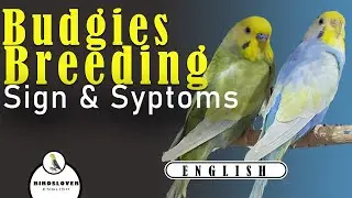 BREEDING PAIR - How to make the perfect breeding pair in budgies