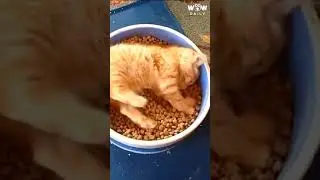 Cat Lays in Dinner Bowl While Eating 😺😍||Wow Daily #shorts