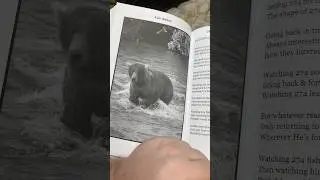 Story of Bear 274 Overflow (Grace & Brooks Falls Bears) #brooksfallsbears #brooksfalls #audible