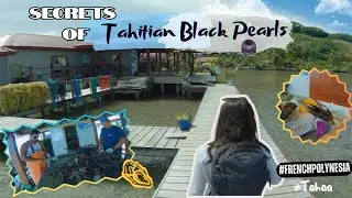 Secrets of Tahitian Black Pearls 🦪✨ #FrenchPolynesia 🌴🌺