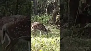 Muthanga wildlife Safari #couplegoals #shorts #travel #wildlife #wayanad