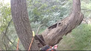 quick deadwood removal