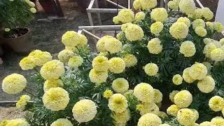 Beautiful flower blooming 🌹|| flower | Gachlaganpra bachan | Beautiful nature🌴❤️🌴❤️
