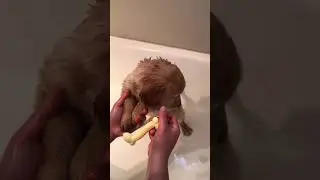 Puppy Got His First Bath 🛁🥹 #goldenretriever #dog #cutepuppy #shorts #puppy