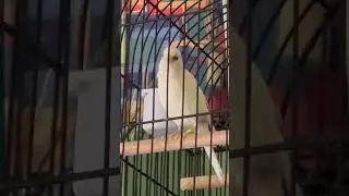 #Shorts; Russian Canary Singing