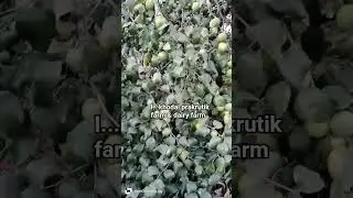 #gaumata #cow #farming #viralvideo #viral #cooking #khedut #trending #gamdu #motivation #farm #jokes