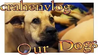 Crahenvlog 7 - Our Goofy Dogs!