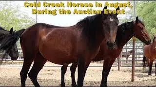 Ridgecrest Wild Horse Adoption Event