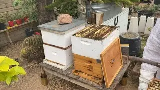 Hive #1 Weekly 🐝 Checkup | Honey Super 95% full | Adding Honey Supers