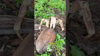The Powerful Coconut Crab #coconutcrab #coconut #crab #sea #animals #mrken