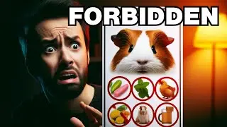 What should guinea pigs not eat