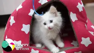 Котенок играет с веревкой