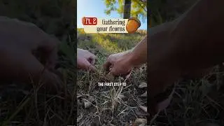 Gathering acorns for food