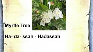 How to Pronounce Hadassah In Hebrew.
