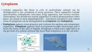 Lecture 2   Protozoa