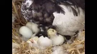 Eggs hatching muscovy ducks
