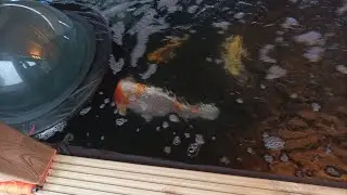 Pond Dome Time/Filter Floss 😀