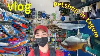 PETSHOP|TAGUM PETSHOP|PANABO PETSHOP|DAVAO PETSHOP|ORNAMENTAL FISH|VLOG PETSHOP|TAGUM BLOG|KAPALONG