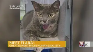 Adoptable Pets: Elara | Oct. 3, 2025 | News 19 at 4:30 p.m.
