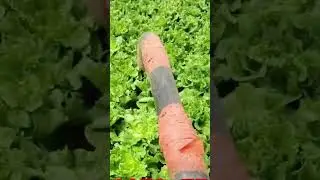 vegetable rejuvenation process #shorts