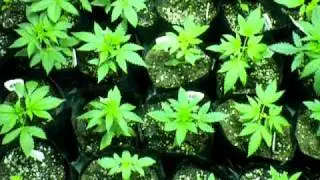 First outdoor guerrilla grow 2010