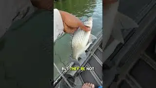 &ldquo;Striped Bass vs. Hybrid Bass: Know the Difference in 60 Seconds!&rdquo; #bassfishing #likeandsubscribe