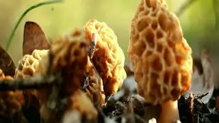 Охота за сморчками (Morchella vulgaris и esculenta) в лесах под Ставрополем