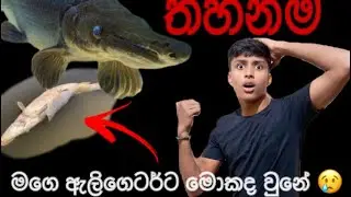 මගේ ඇලිගෙටර්ට මොකද වුනේ 😞🐊 | #trending #monsterfish #srilanka