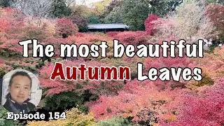 Autumn leaves of Tofukuji temple and avant-garde Zen garden [Deep Japan] 東福寺