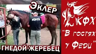 ЭКЛЕР гнедой жеребец