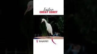 Great Egret Standing on One Leg