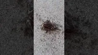 Ants Absolutely demolish frog to the bones #trending #viral #shorts #fyp #nature #animals #frog