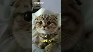 Jealous Cat Activated Drama Mode 🐱#onengthecat #cat #catvideos