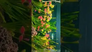 Color Widow Tetra Fish| #plantedtank #aquariumfish #fishkeepinghobby