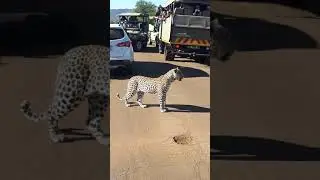 Young Leopard making introductions