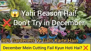 December Mein Cutting Fail Kyun Hoti Hai? ❌ | 90% Gardeners Ye Galti Karte Hain #viral 🔥