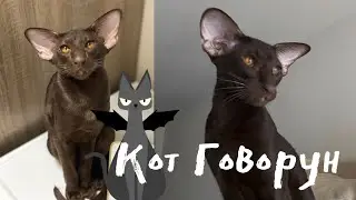 Ориентальный кот разговаривает l говорящий котик Кай 🐱💜