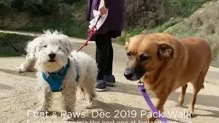 Pack Walk 92 &mdash; December 2019: Griffith Park &mdash; Trails Cafe to Observatory | Feet & Paws