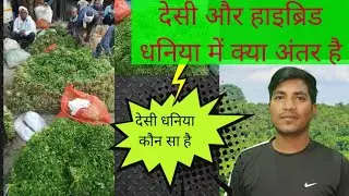 देसी धनिया कौन सा है desi dhaniya koun sa h # desi_dhaniya_kaisa_hota_h #सबसे _अच्छा _धनिया _कौनसा