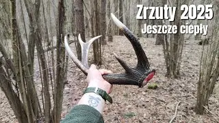 Zrzuty jeleni 2025 - fajny 12-stak, będzie mocny byk💪🦌 #zrzuty #zhody #las #zrzuty2025