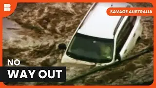 CRAZY Encounters with Deadly Predators | Savage Australia