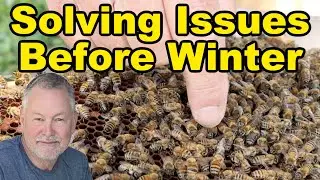 Beekeeping Winter Preparation: Correct Major Issues Early