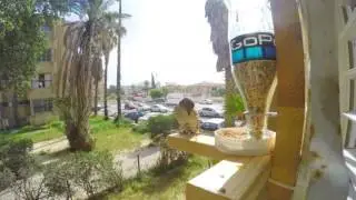 GoPro: Bird feeder time lapse