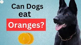 Can Dogs Eat Oranges? Everything You Need to Know