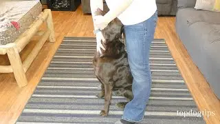 How To Give A Dog Pills or Medication