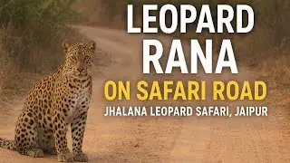Jhalana Leopard Safari | Face to Face with Rana 🐆 | Full 4 Min Jungle Experience |